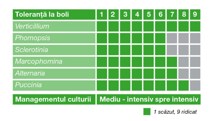 caracteristici hibrid coloris cl basf