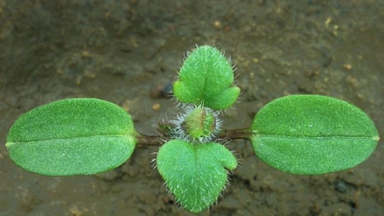 buruieni cereale Șopârlița sau doritoarea (Veronica spp.)