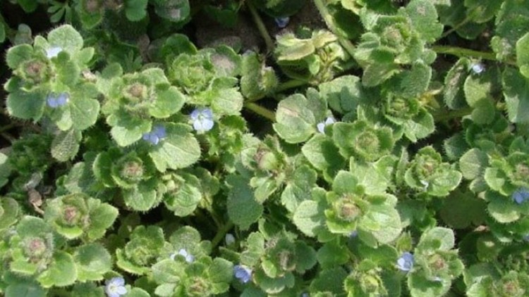 buruieni cereale Șopârlița sau doritoarea (Veronica spp.)