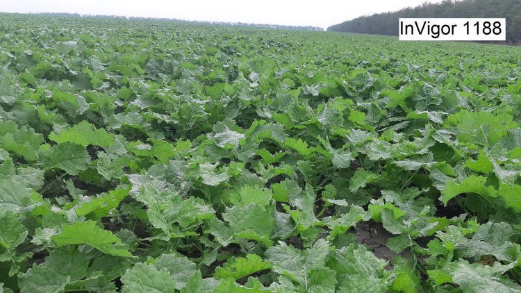 hibrizi rapita invigor basf