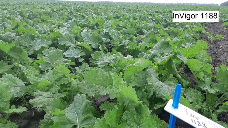 hibrizi rapita invigor basf
