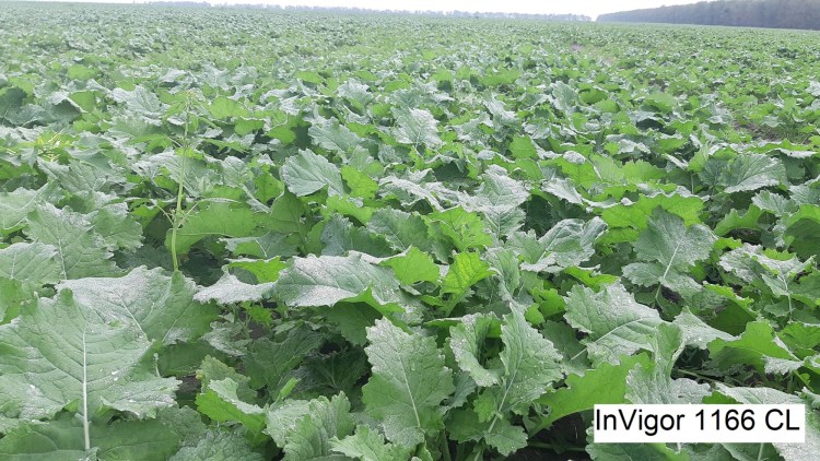 hibrizi rapita invigor basf