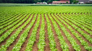 cultivare plante aromatice si verdeturi