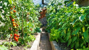cum sa cultivi rosii in solarii