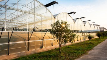 culturi sere solarii plante