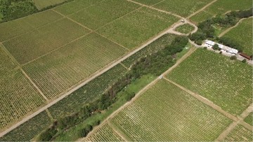 vedere aeriana vita de vie