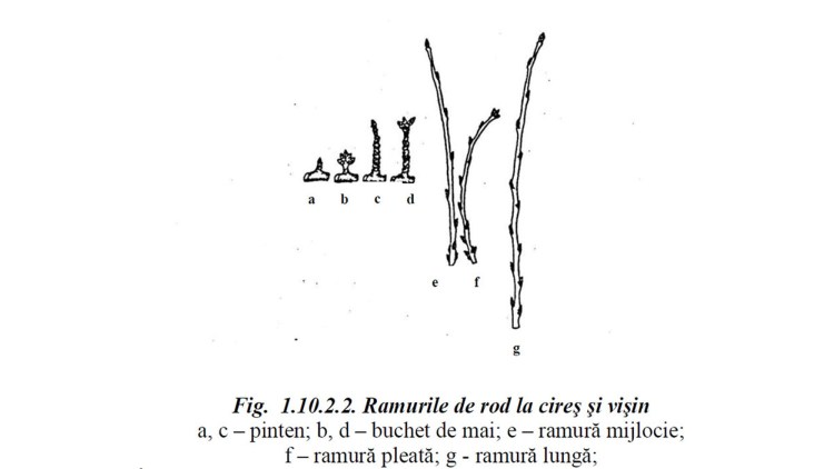 ramuri cires