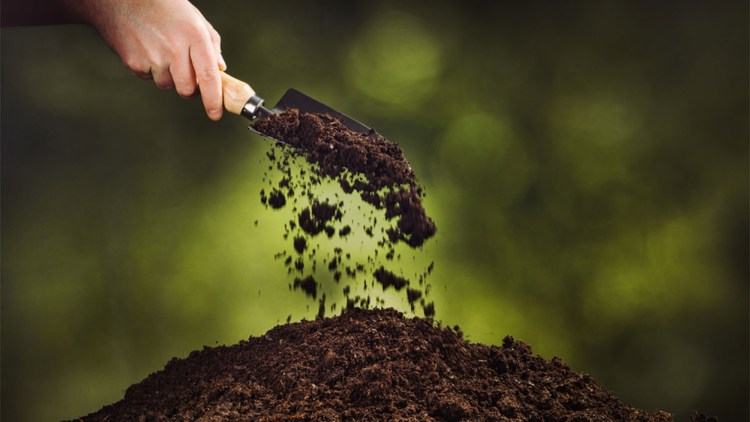 fertilizare rapita