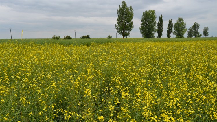 fertilizarea rapitei pe camp