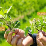 Regalis® Plus