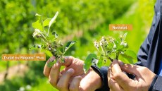 rezultate regalis plus livada