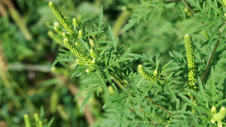 Ambrosia artemisiifolia buruieni floare