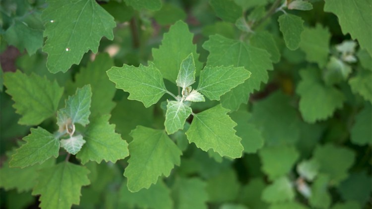 Chenopodium album
