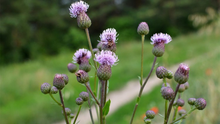 Cirsium arvense