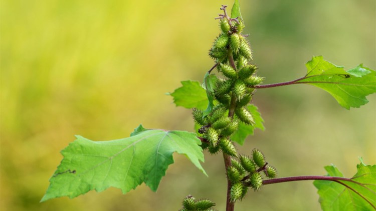 xanthium floarea soarelui