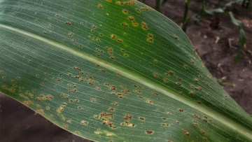 rugina porumbului sorghi puccinia