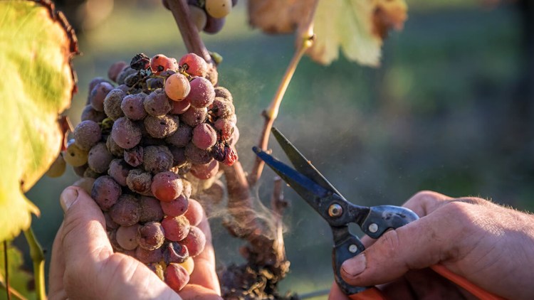 botrytis vita de vie ciorchine