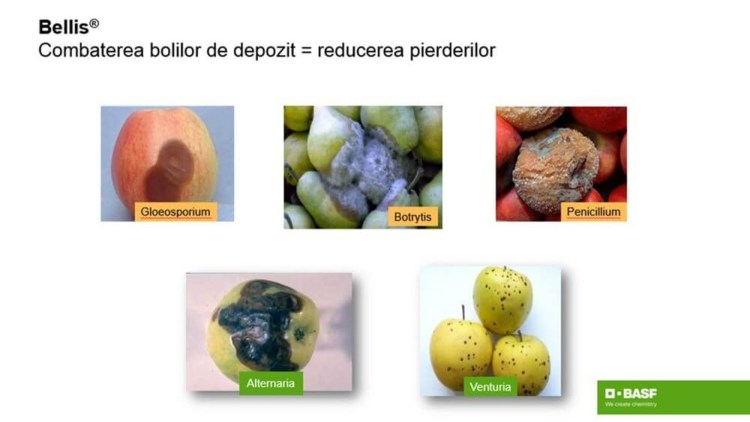 prevenire boli mere