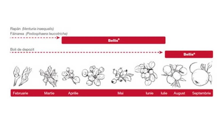 bellis basf perioada aplicare