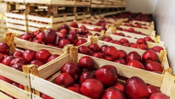 impact Be surprised wire Recoltarea si pastrarea merelor: conditii, boli de depozitar