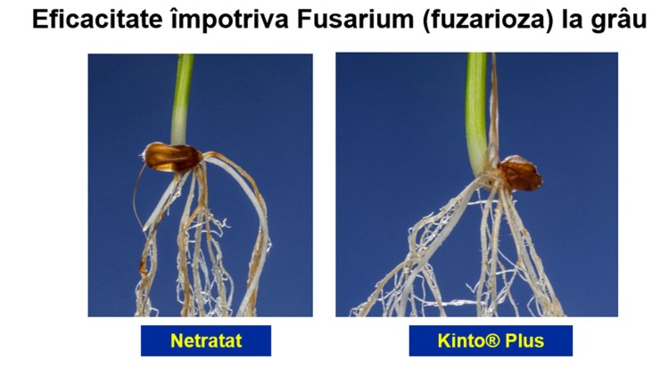 fusarium tratament produse