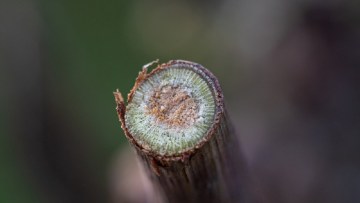 boli vita de vie