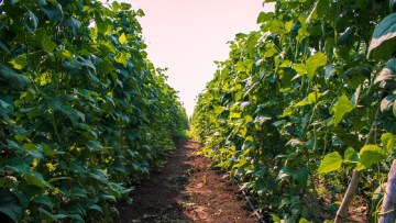 cultivarea fasolei