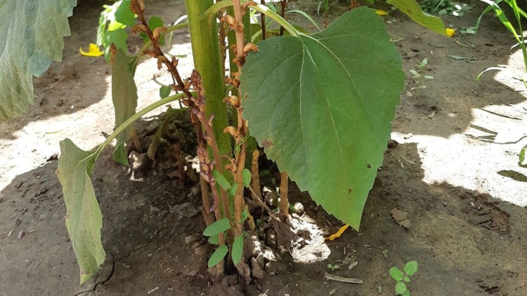 cum arata lupoaia Orobanche cumana