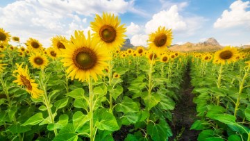 Ce fac fermierii pentru a proteja culturile de floarea-soarelui