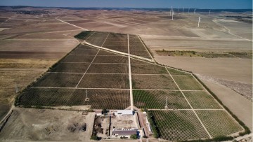 crama hamangia vedere aeriana vita de vie