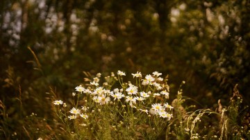 Matricaria chamomilla