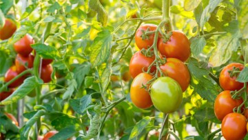 fertilizarea foliara la tomate