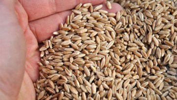 triticale