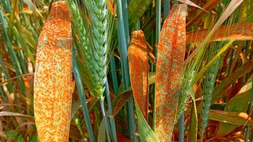 boli grau