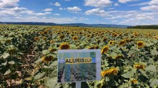 aluris