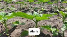 Aluris