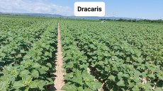 Dracaris