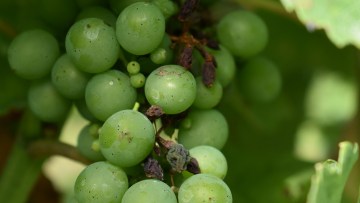 boabe struguri afectati de mana