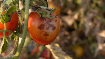 Antracnoza la tomate (Colletotrichum coccodes)