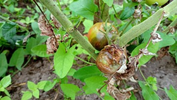 tomate afectate de putregaiul cenusiu