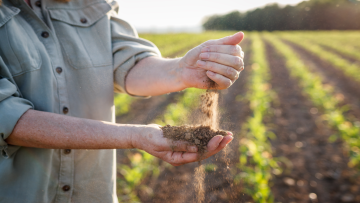 seceta in agricultura