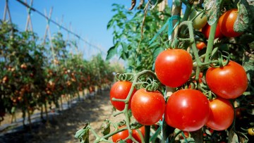 boli la tomate