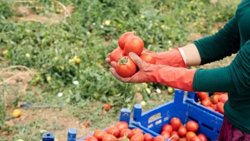 tomate rosii camp