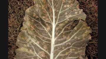 Alternarioza (Alternaria brassicae)