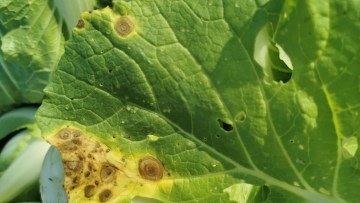 Pătarea albă (Mycosphaerella brassicicola)