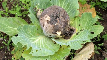 Putregaiul cenușiu (Botrytis cinerea)