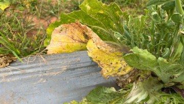 Rizoctonioza (Rhizoctonia solani) la salata verde