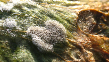 Putregaiul cenușiu (Botrytis cinerea) salata