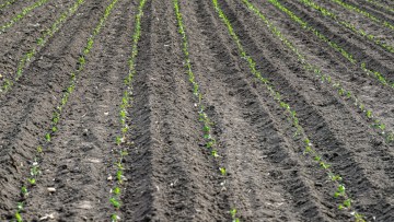 plantare varza rasaduri