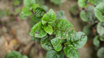 Pătarea frunzelor (Cladosporium variabile)